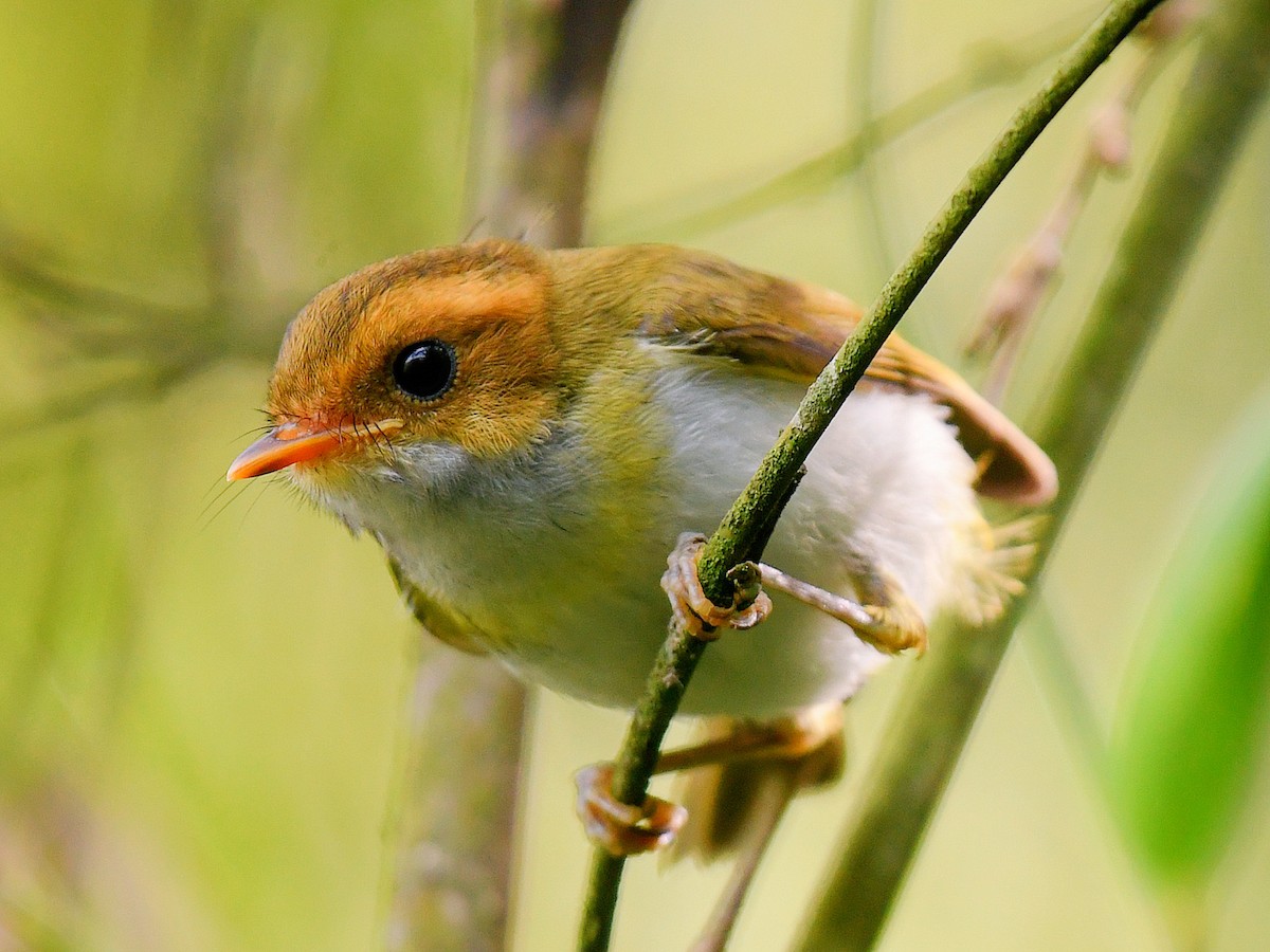 Війчик рудощокий - ML645767771