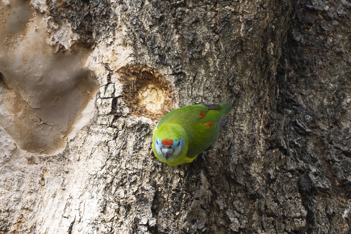 Папужка червонощокий - ML645767773