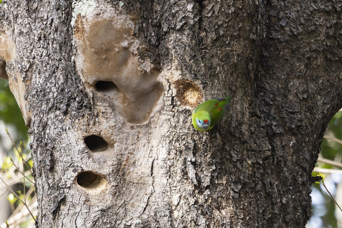 Папужка червонощокий - ML645767774