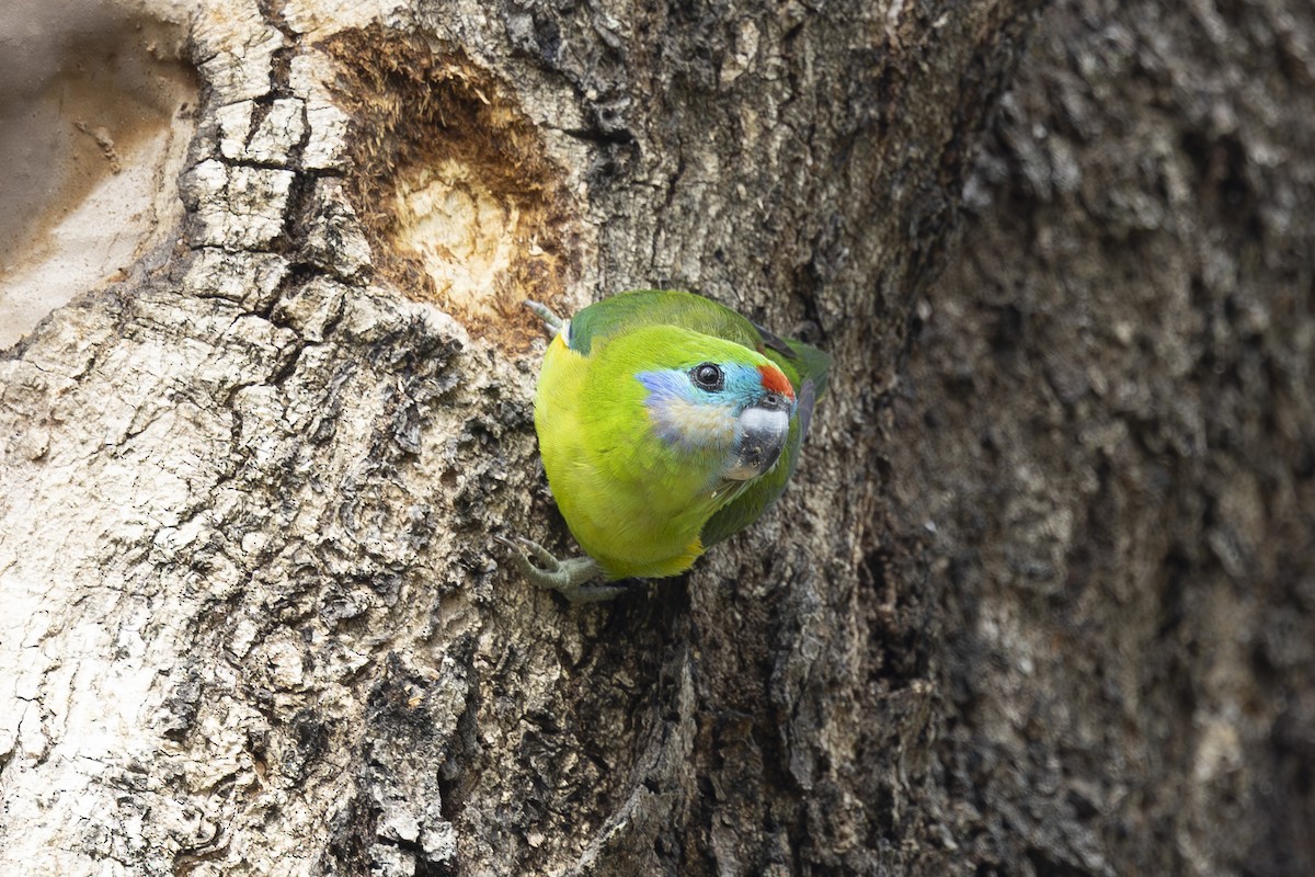 Папужка червонощокий - ML645767775