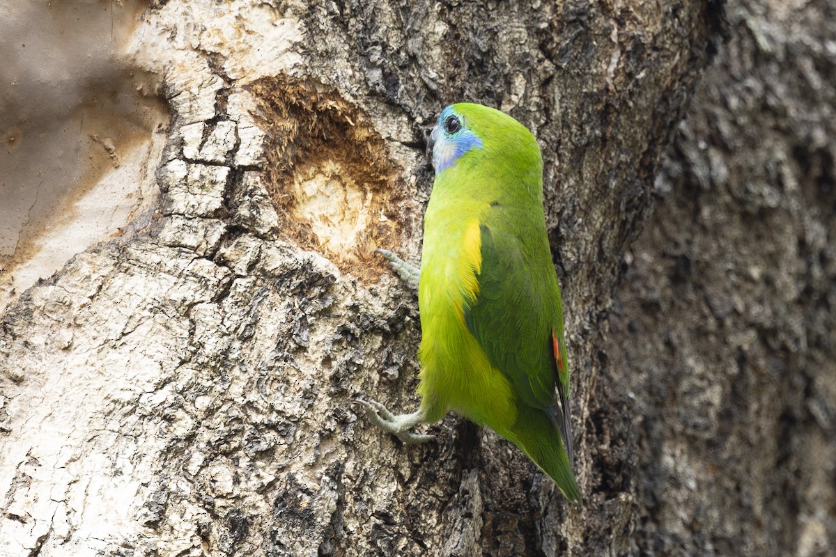 Папужка червонощокий - ML645767776