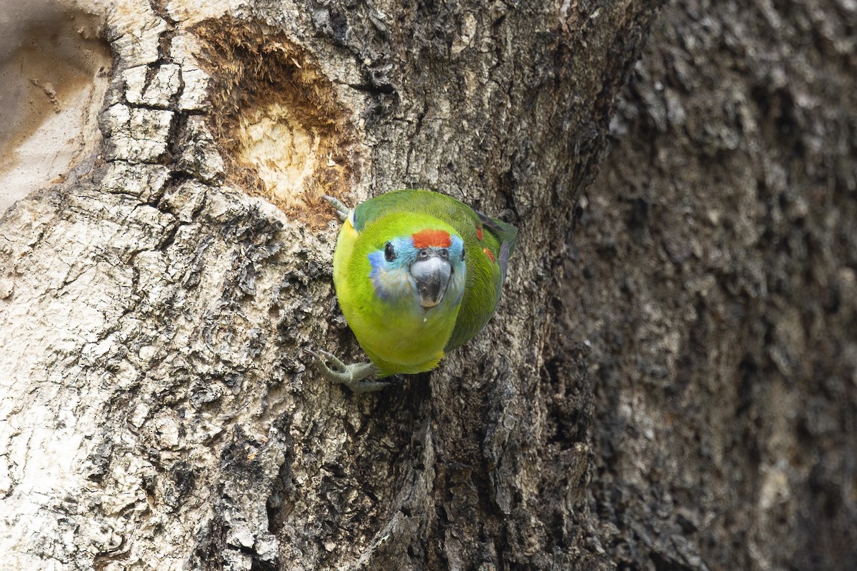 Папужка червонощокий - ML645767777