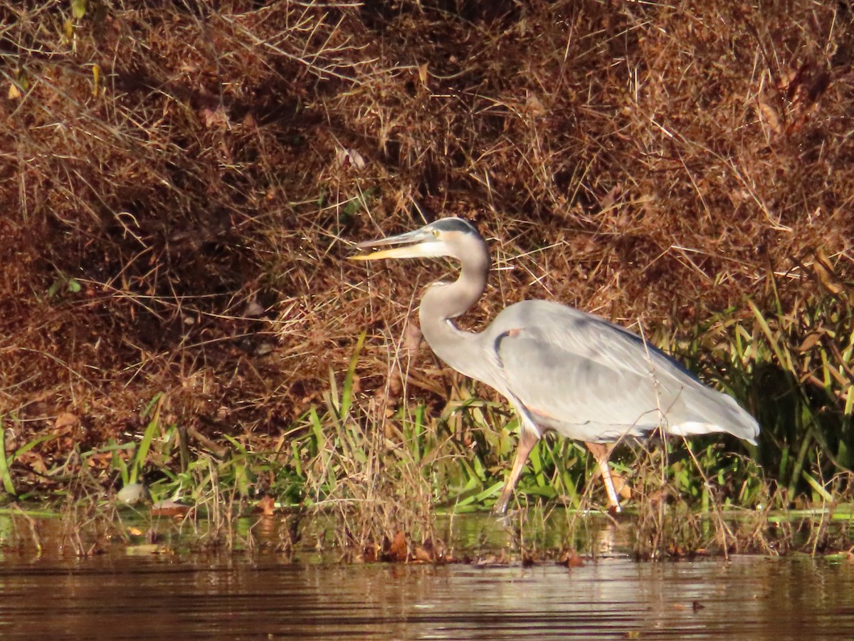 Чапля північна - ML645767779