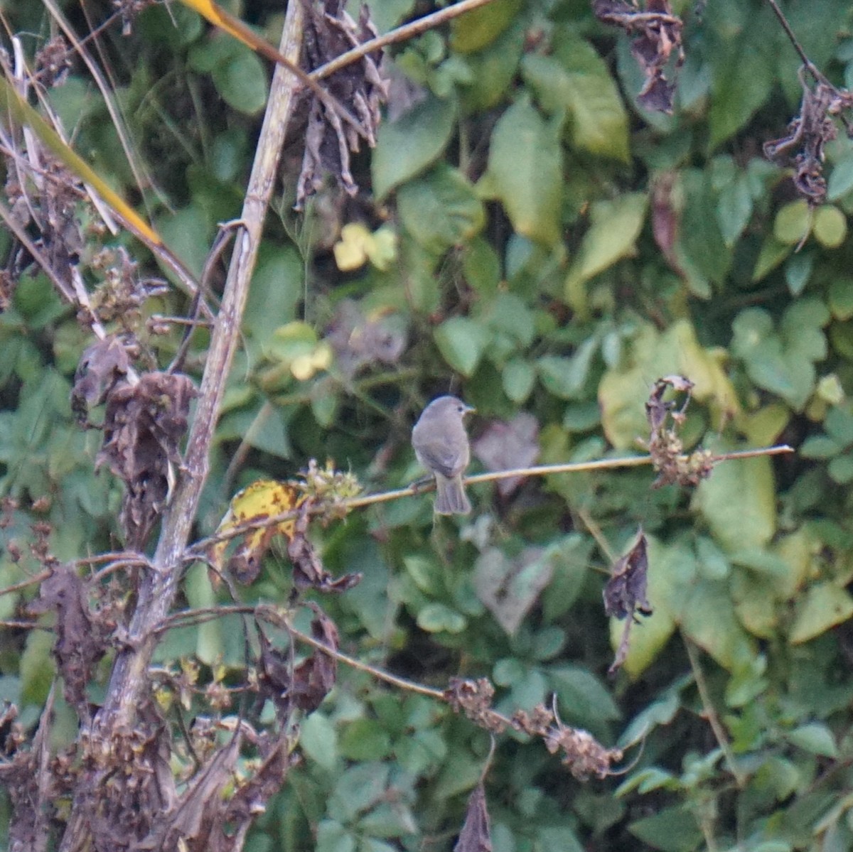 Червоїд оливковий - ML645767780