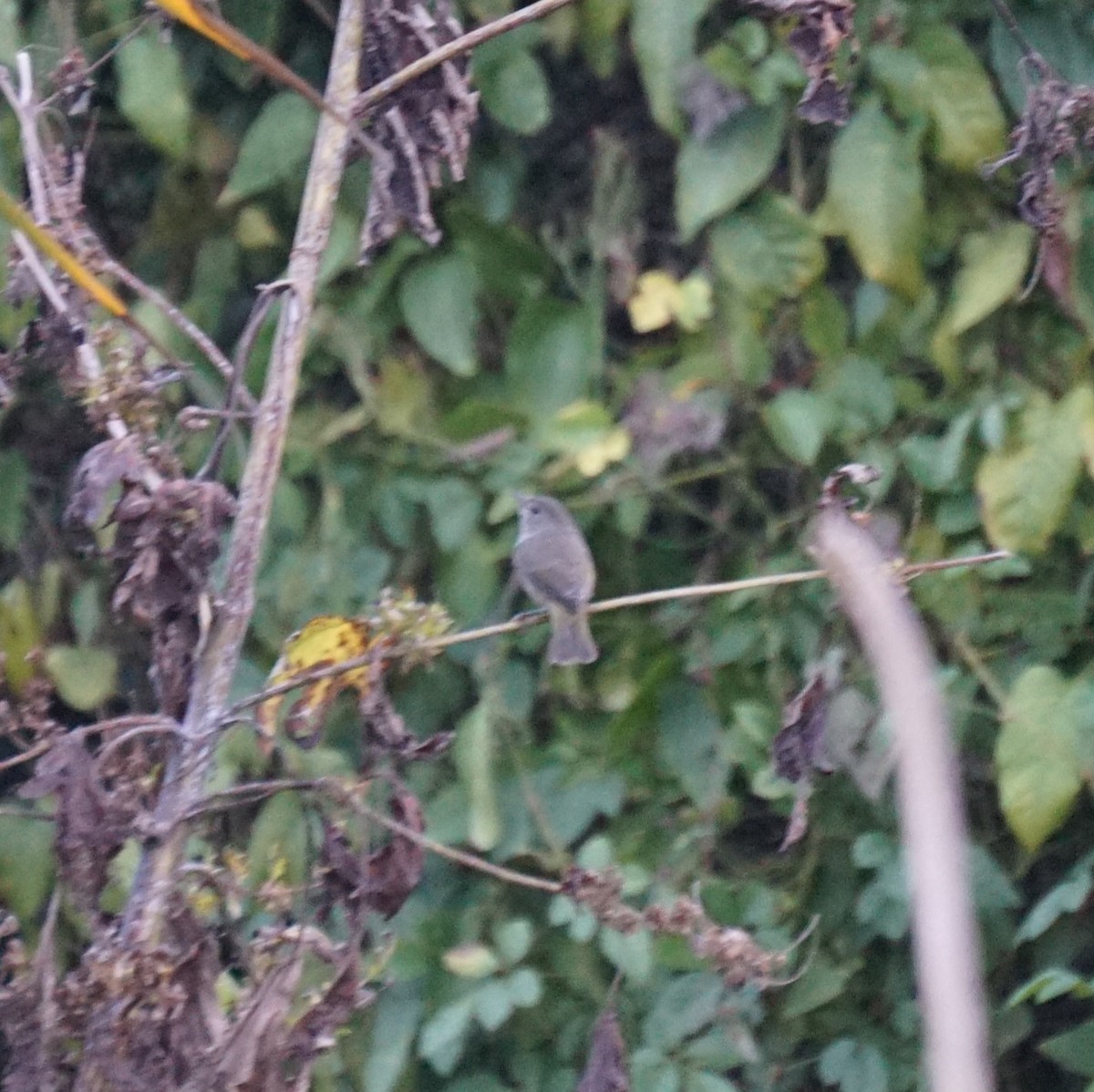 Червоїд оливковий - ML645767781