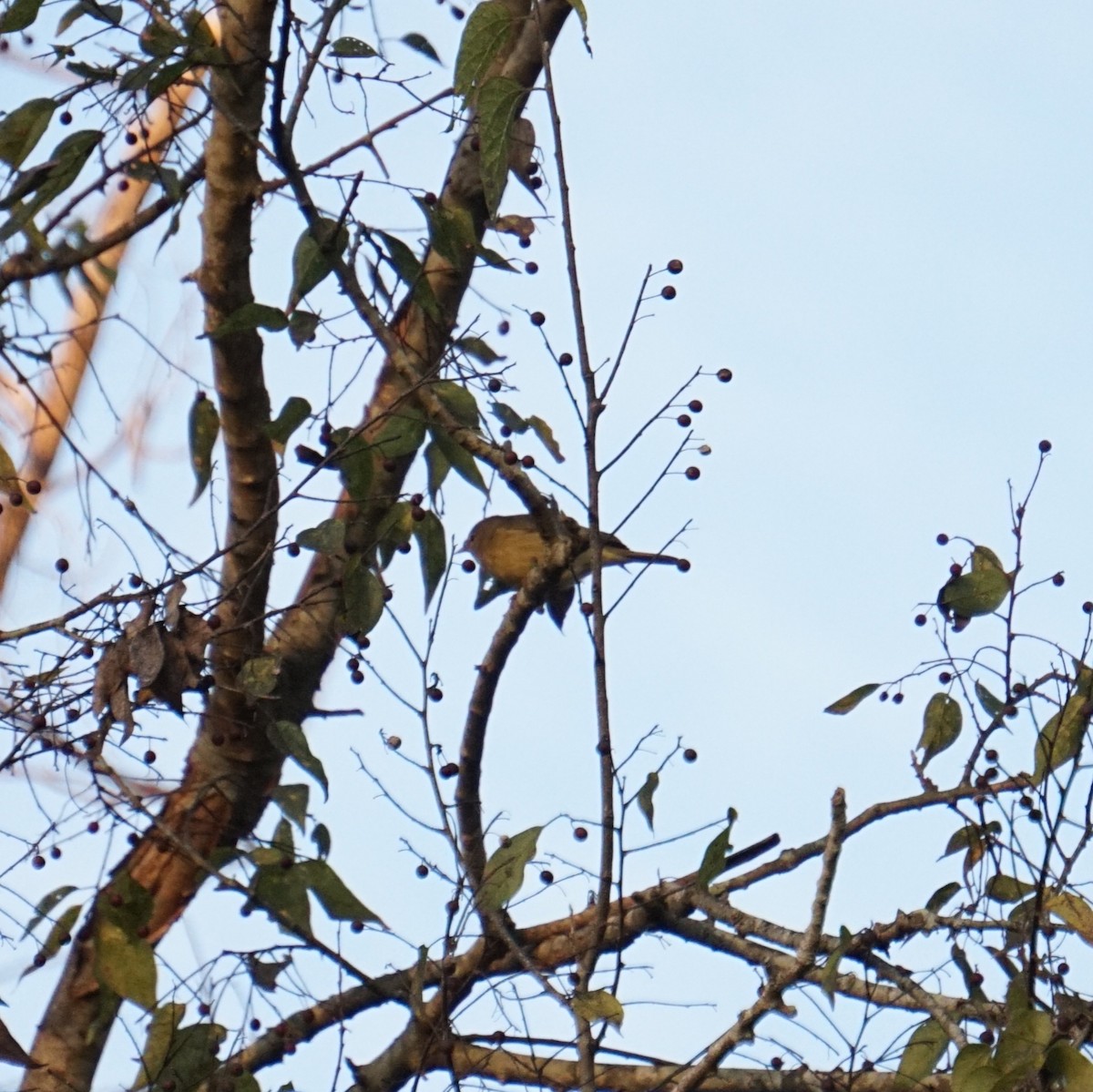 Червоїд оливковий - ML645767782