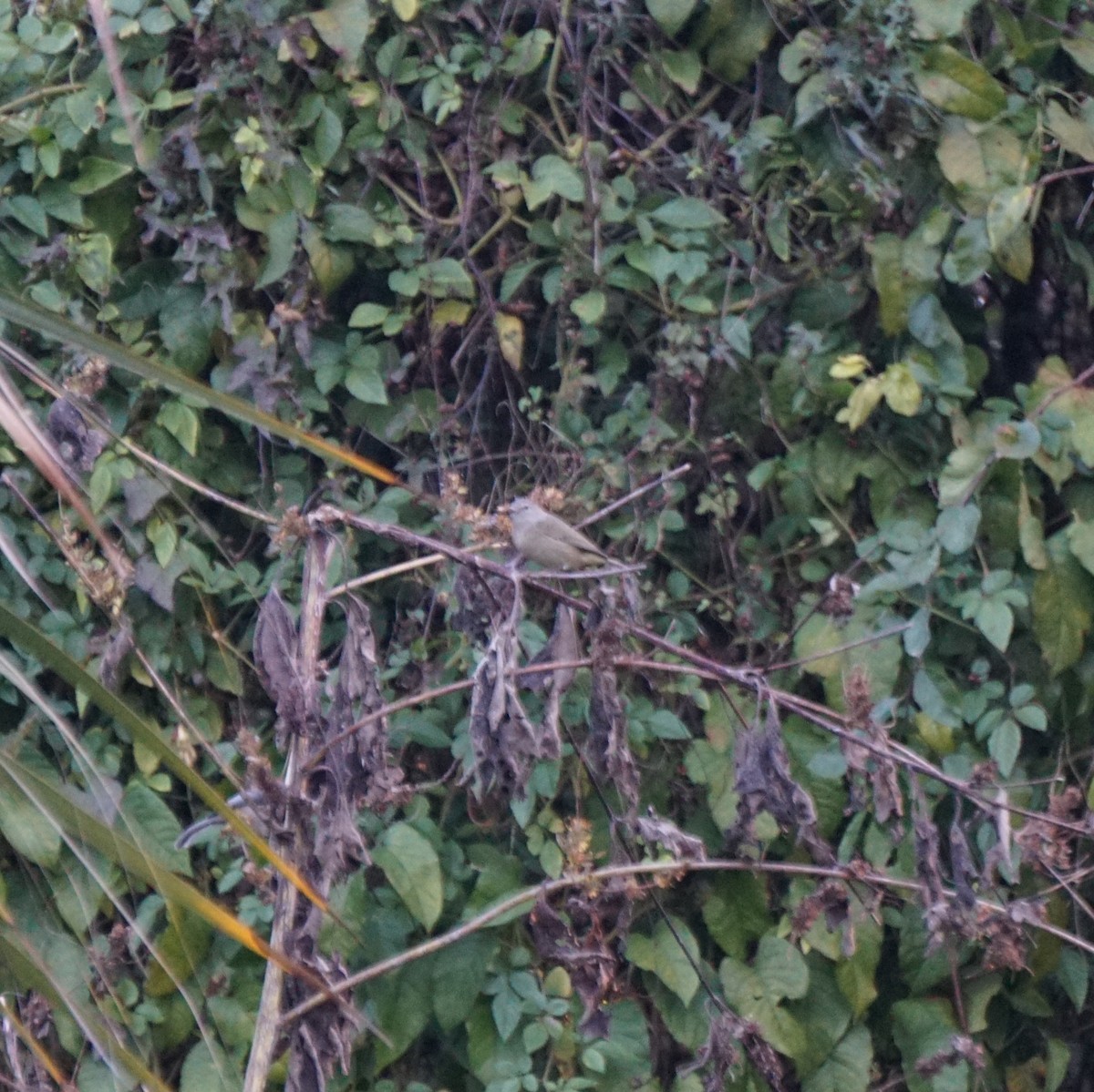 Червоїд оливковий - ML645767783