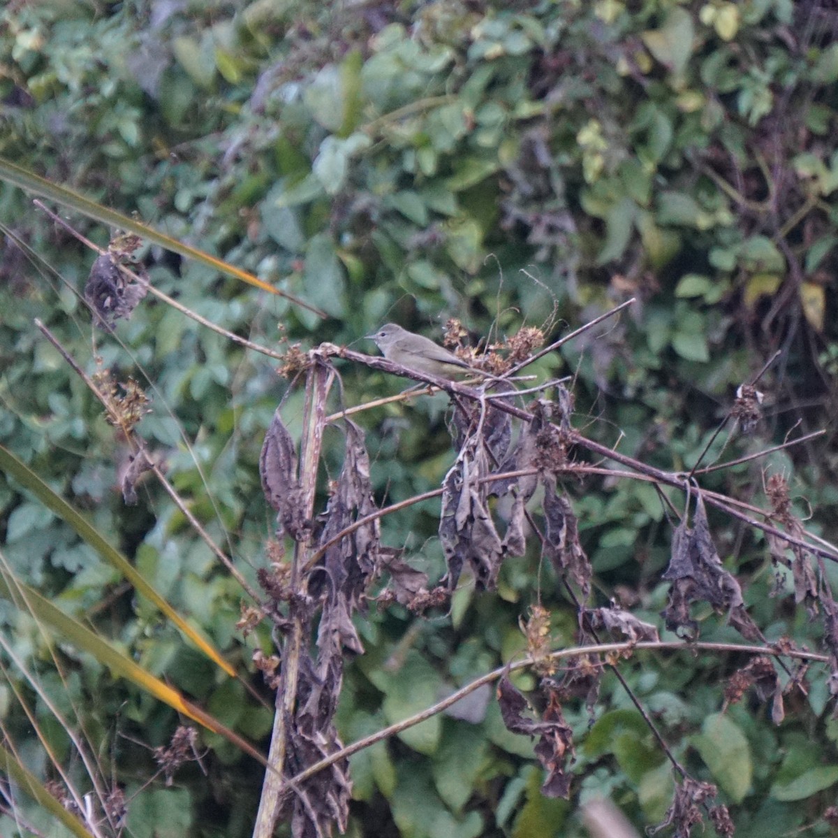 Червоїд оливковий - ML645767784