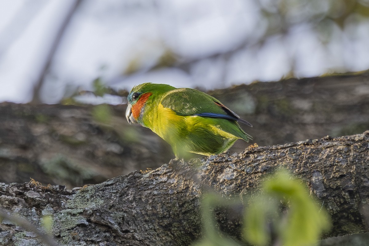 Папужка червонощокий - ML645767785