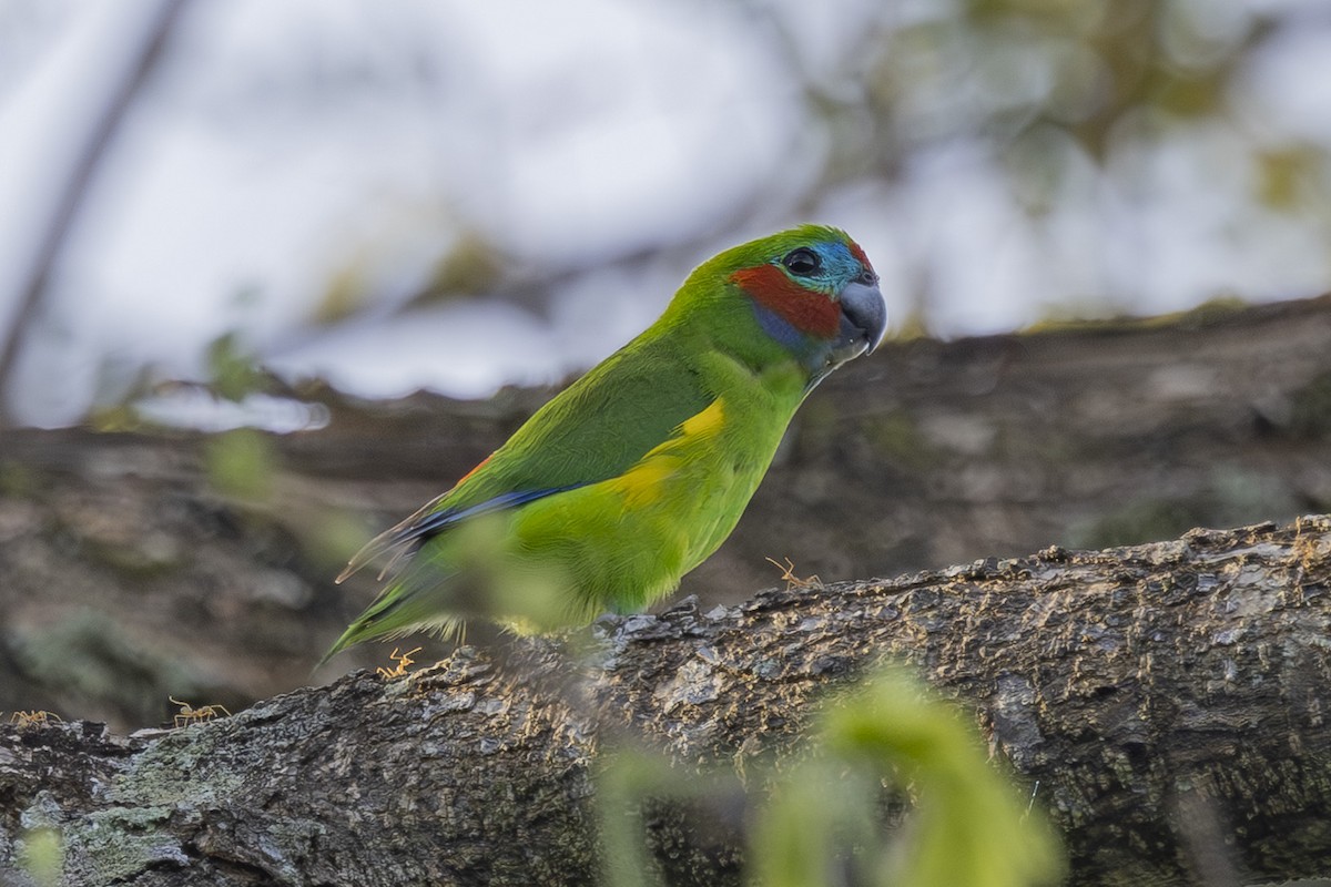 Папужка червонощокий - ML645767786