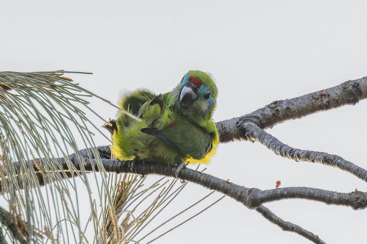 Папужка червонощокий - ML645767787