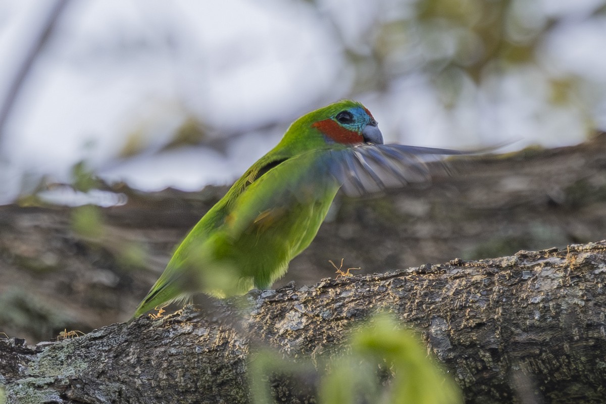 Папужка червонощокий - ML645767788