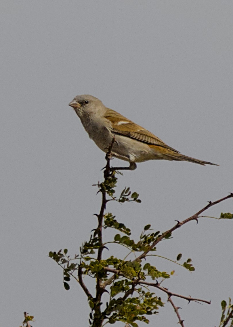 Горобець блідий - ML645767789