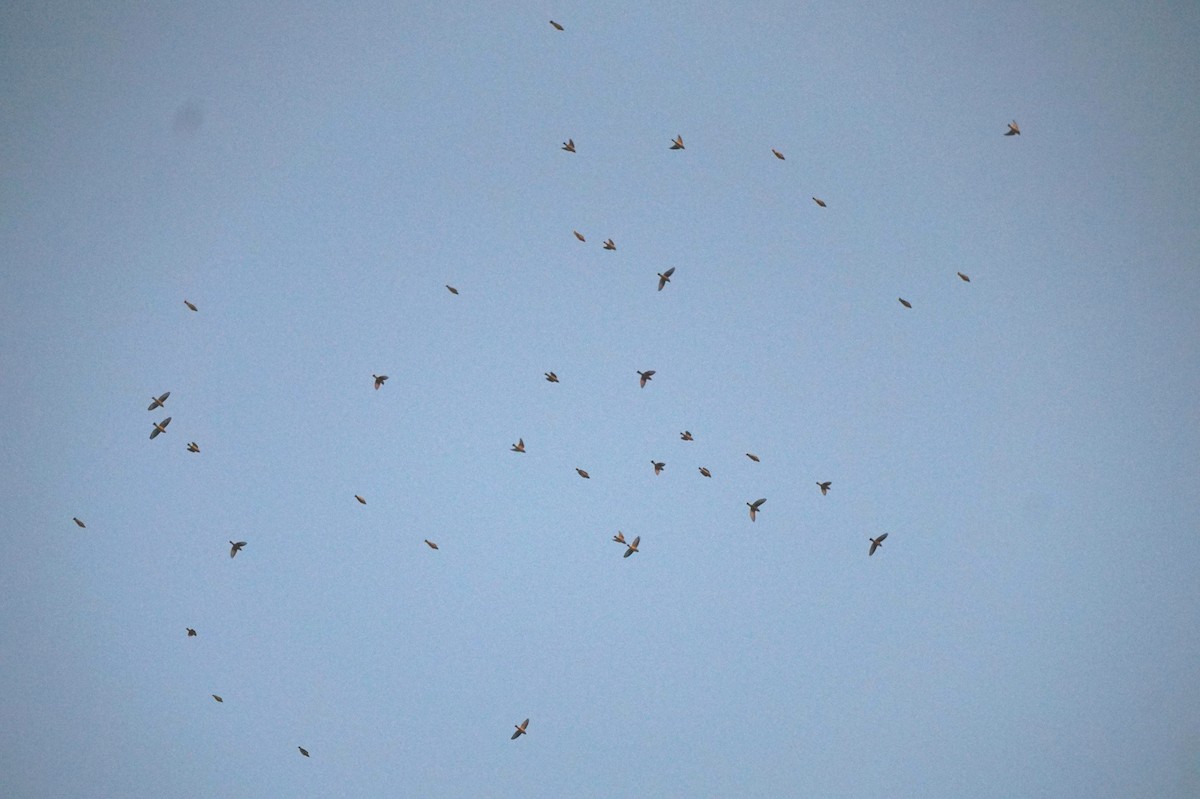 Cedar Waxwing - ML645767791