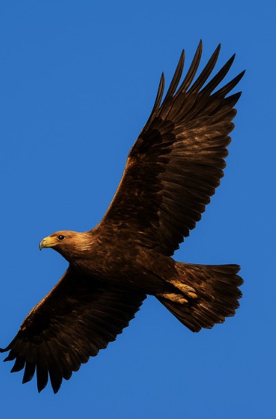 Spanish Eagle - ML645767792