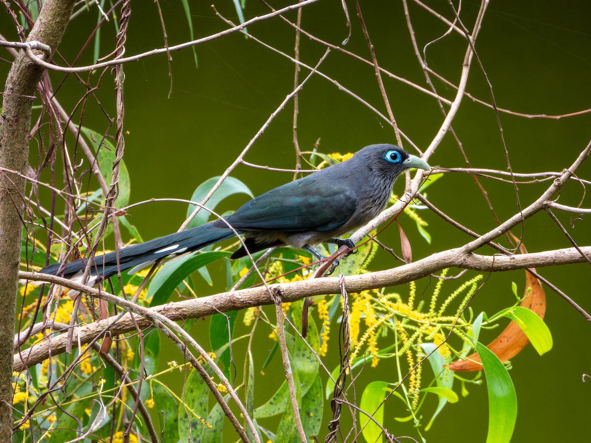 Blue-faced Malkoha - ML645767793