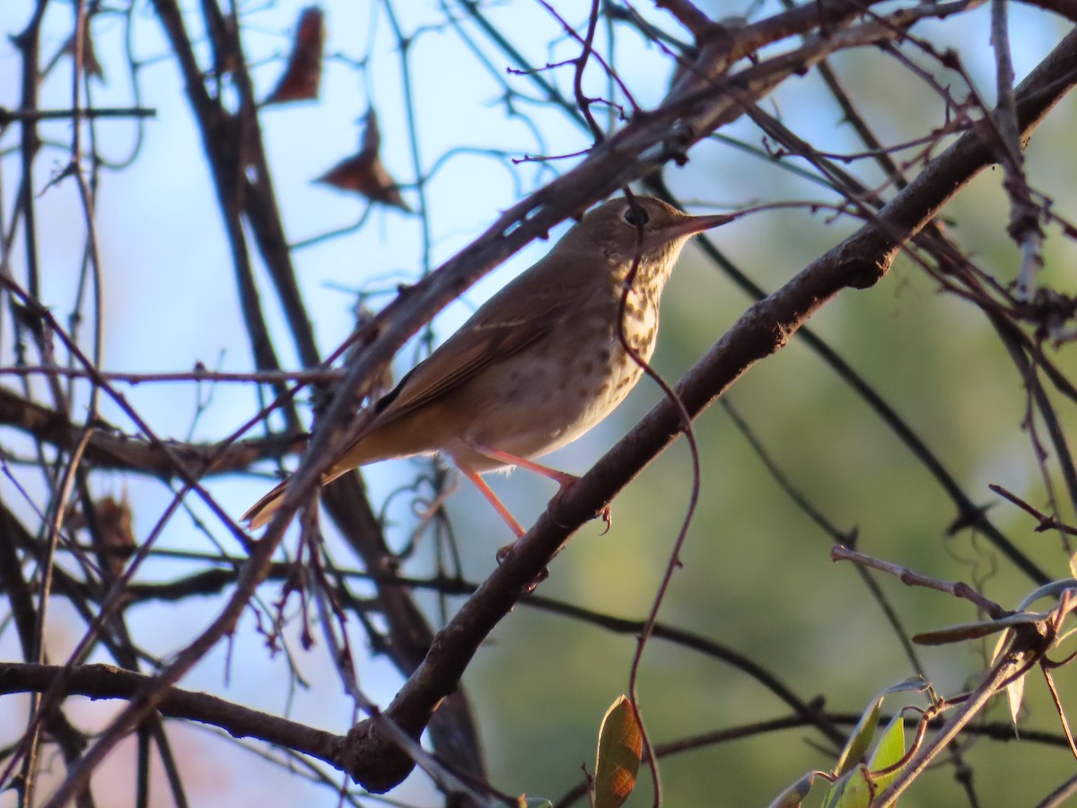 チャイロコツグミ - ML645767807