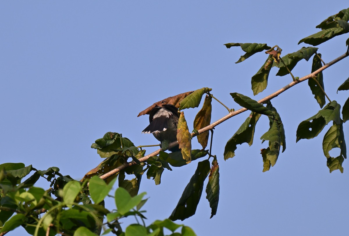 Oriental Magpie-Robin - ML645767811