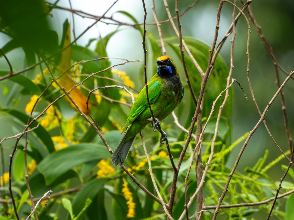 Золотолобая листовка - ML645767812