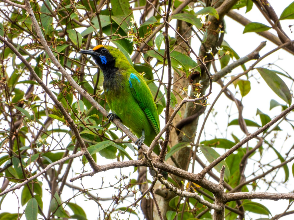 Золотолобая листовка - ML645767813