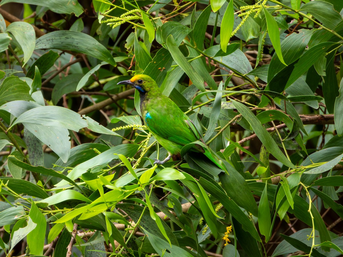 Золотолобая листовка - ML645767814