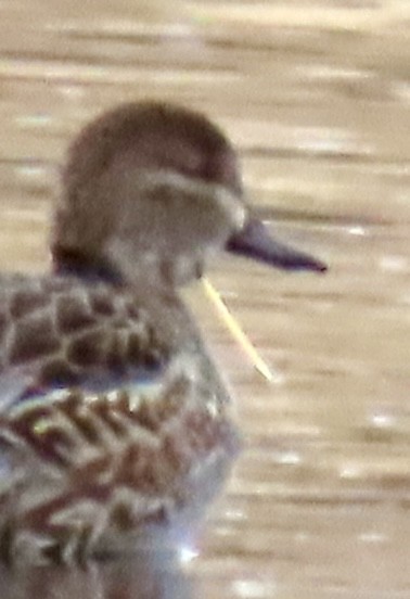 Green-winged Teal - ML645767817
