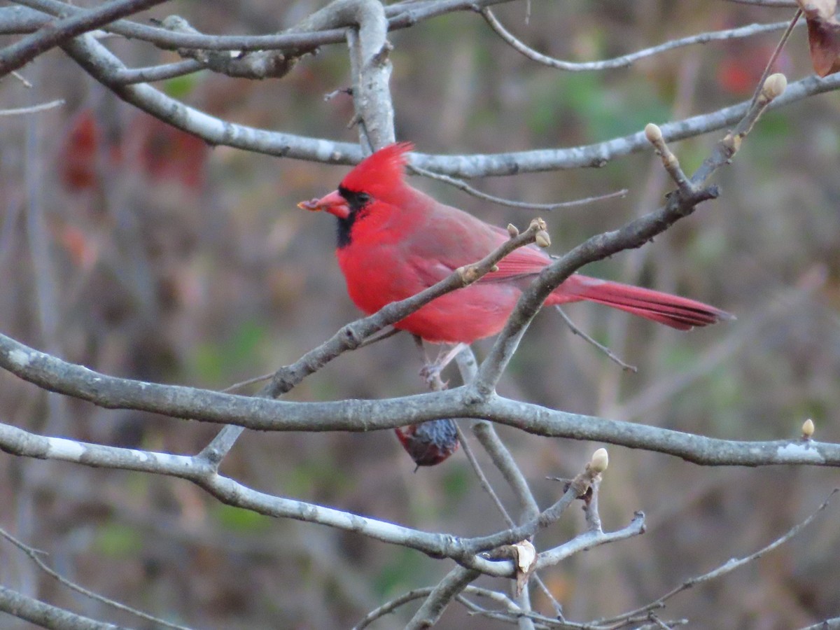 ショウジョウコウカンチョウ - ML645767818