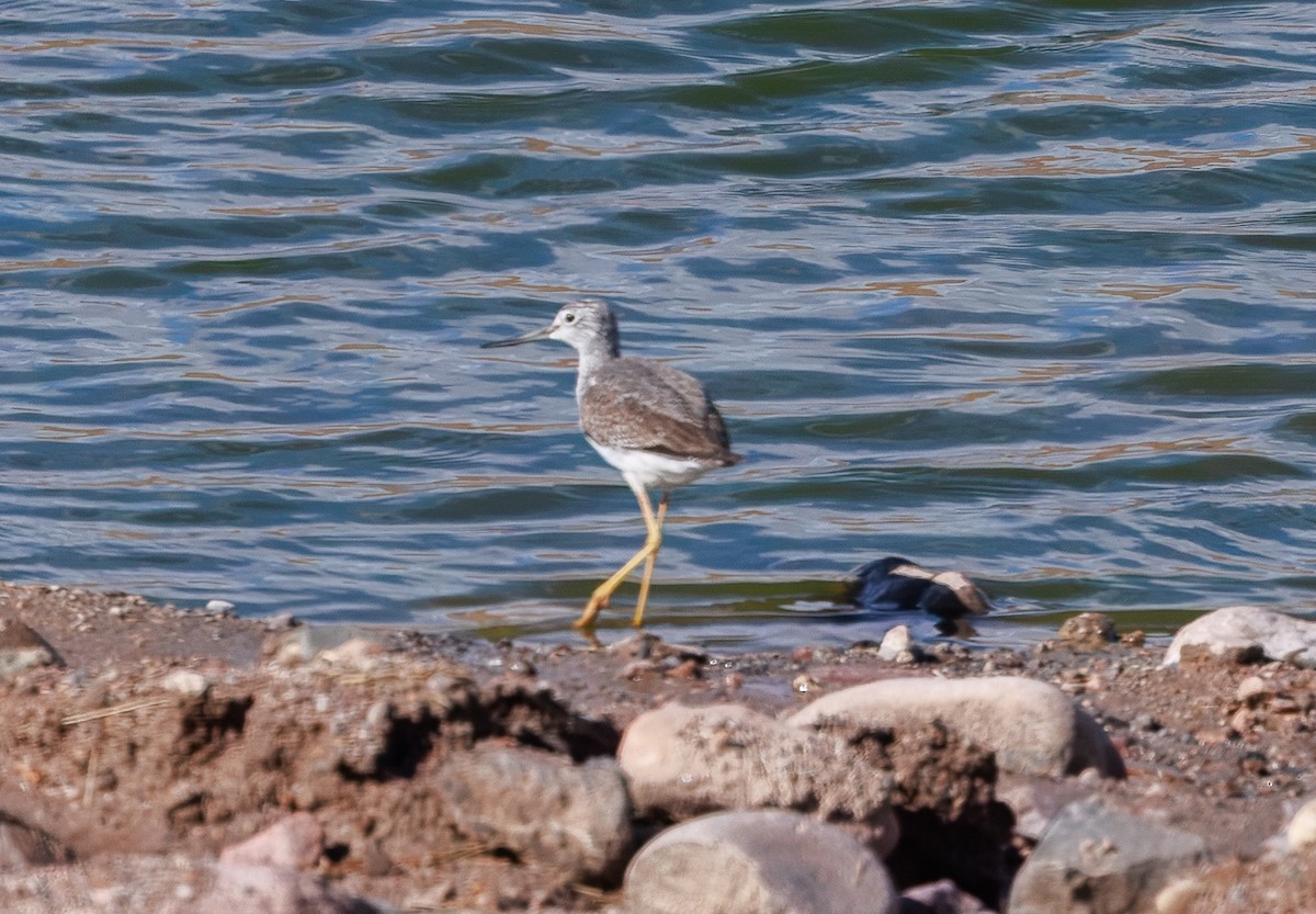 Greater Yellowlegs - ML645767823