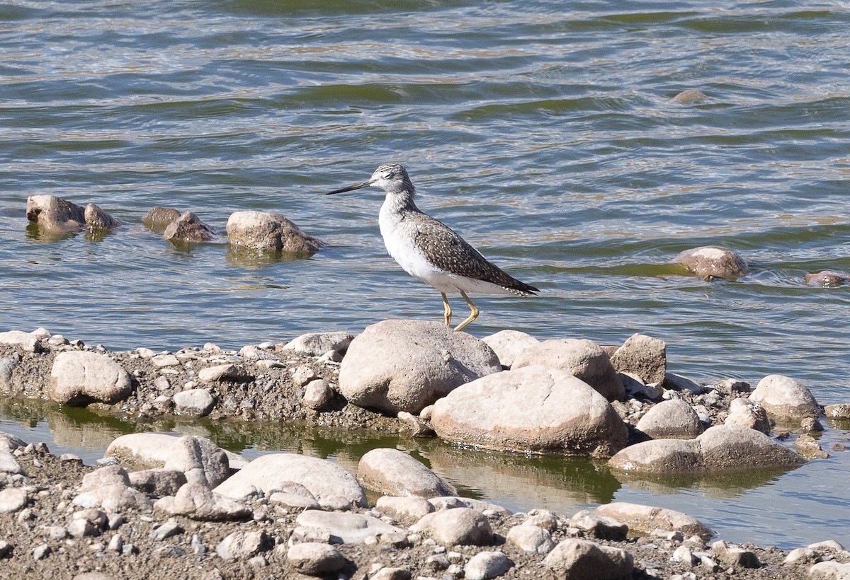 Greater Yellowlegs - ML645767824