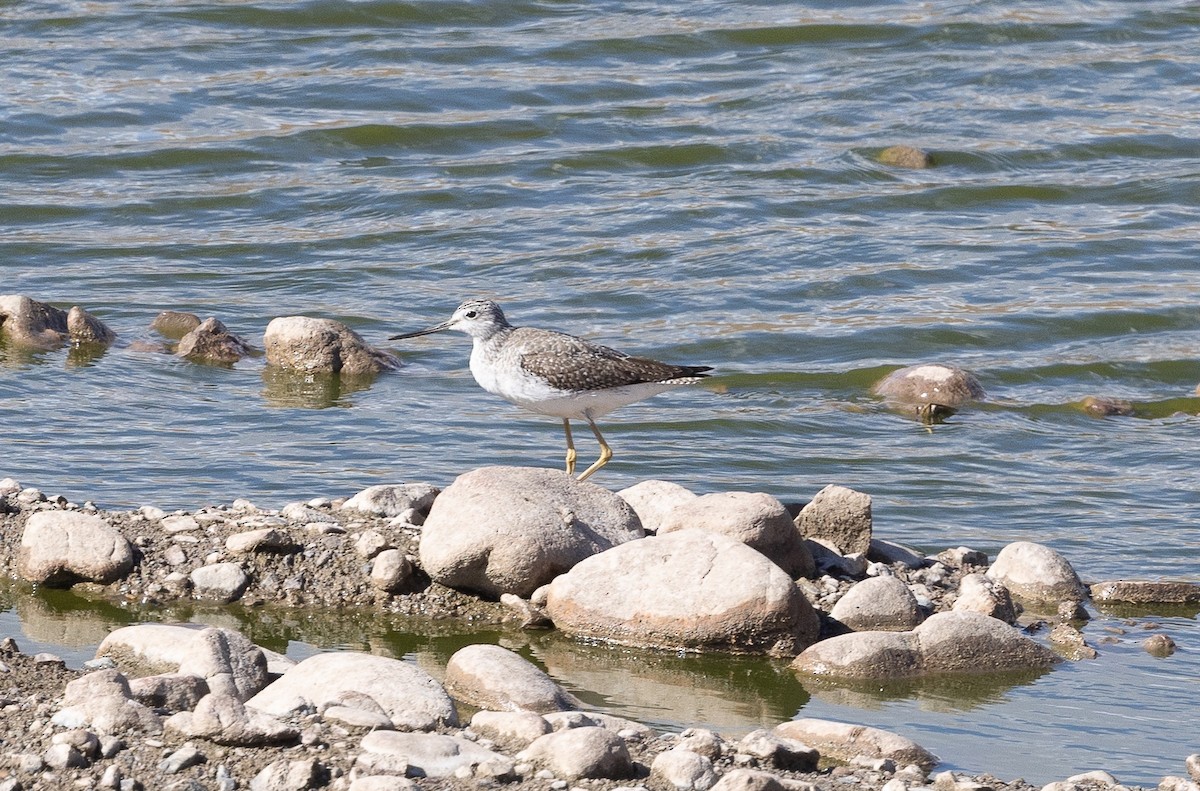 Greater Yellowlegs - ML645767825