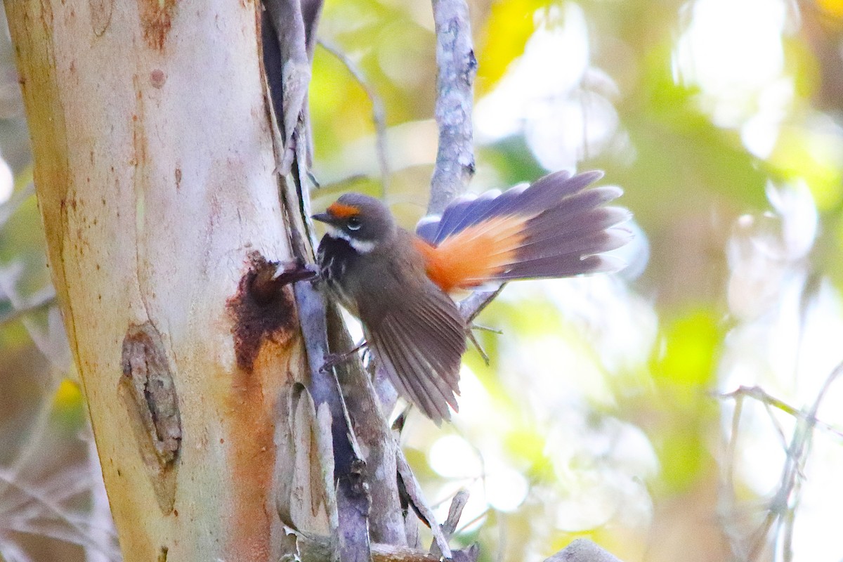Australian Rufous Fantail - ML645767832