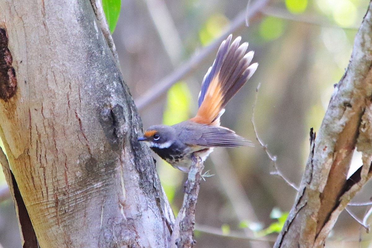 Australian Rufous Fantail - ML645767833