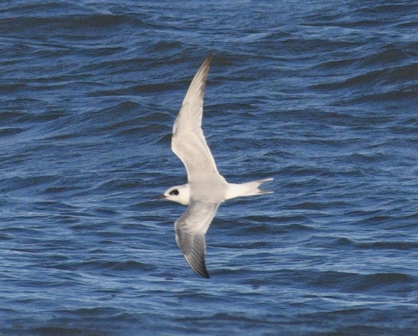 Forster's Tern - ML645767835