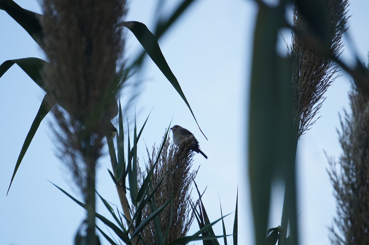 Indigo Bunting - ML645767836