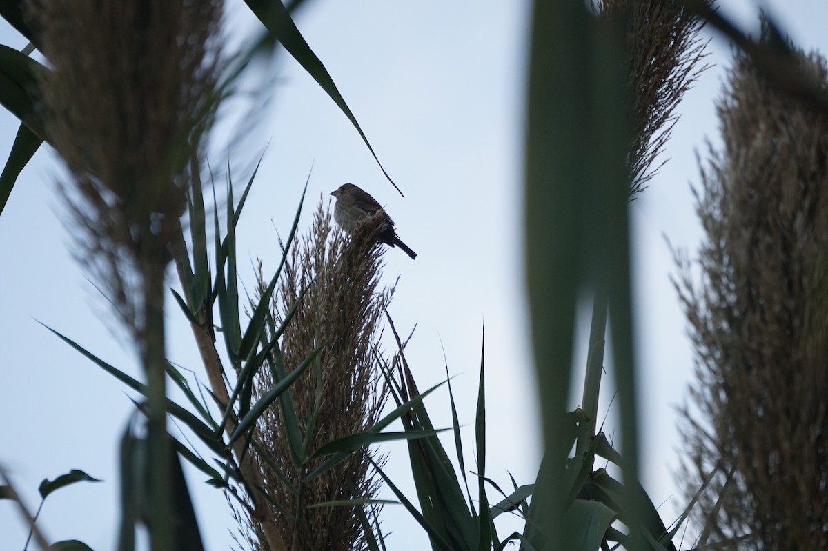 Indigo Bunting - ML645767837