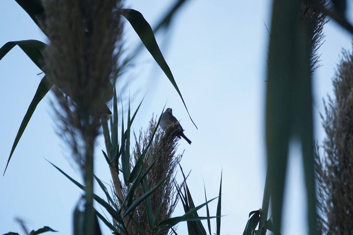 Indigo Bunting - ML645767838