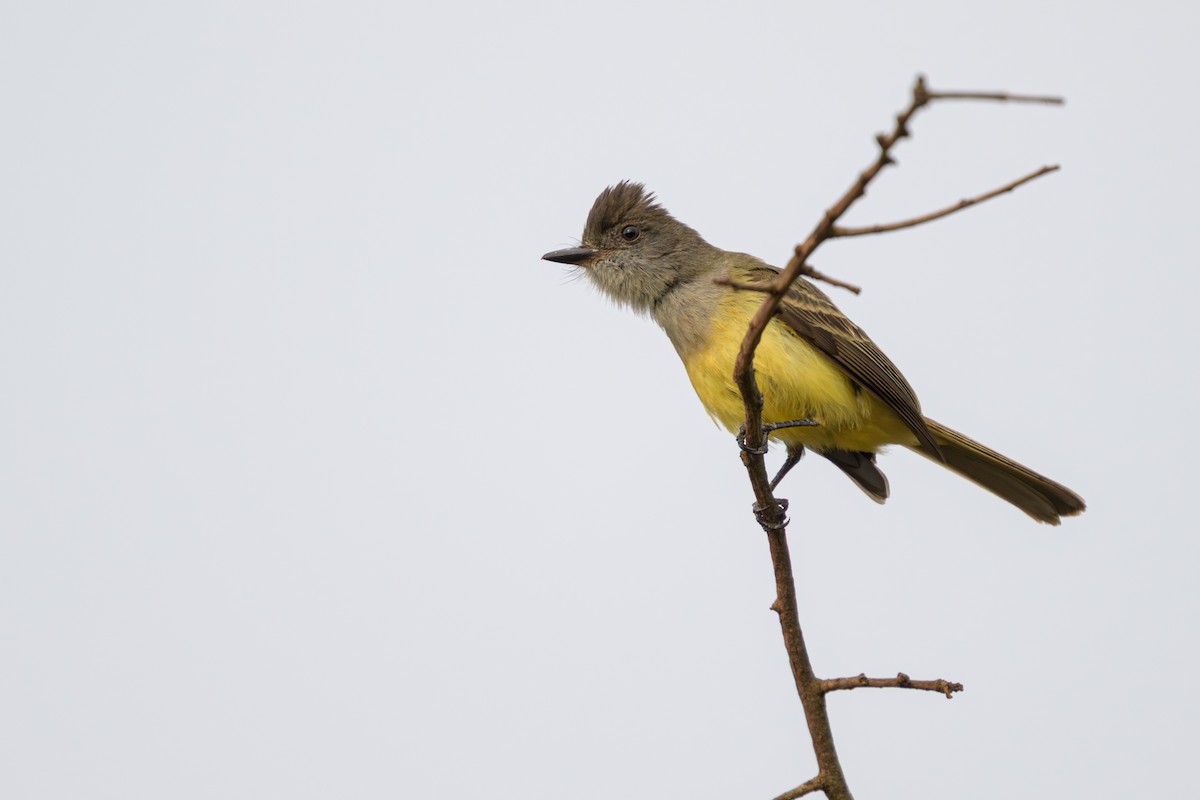 Dusky-capped Flycatcher - ML645767839