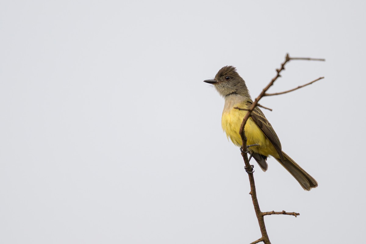 Dusky-capped Flycatcher - ML645767840