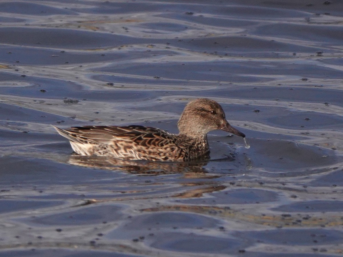 Green-winged Teal - ML645767841