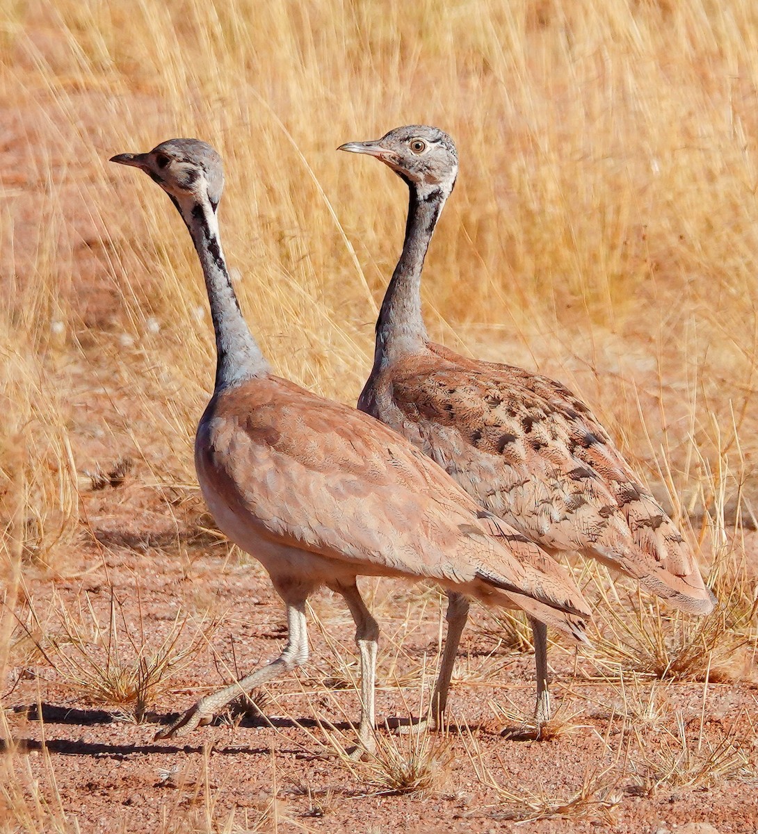 Rüppell's Bustard - ML645767847