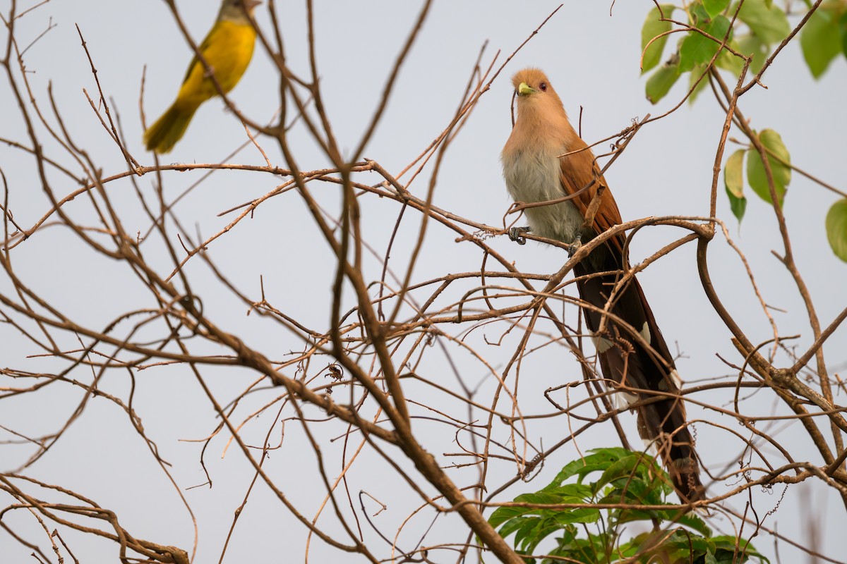 Common Squirrel-Cuckoo - ML645767848