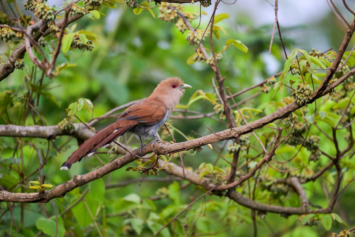 Common Squirrel-Cuckoo - ML645767849