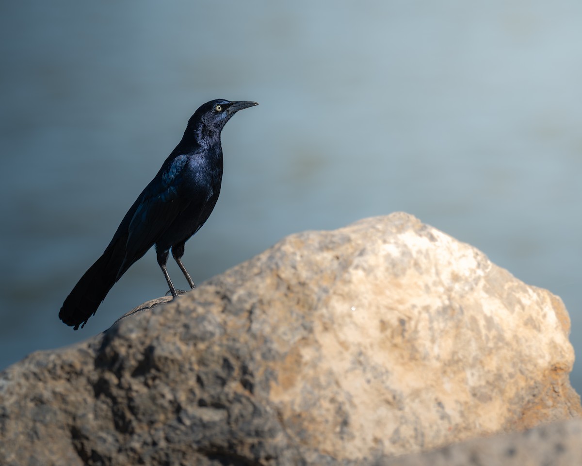 vlhovec velkoocasý - ML645767854