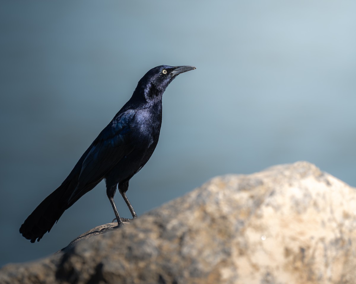 vlhovec velkoocasý - ML645767855