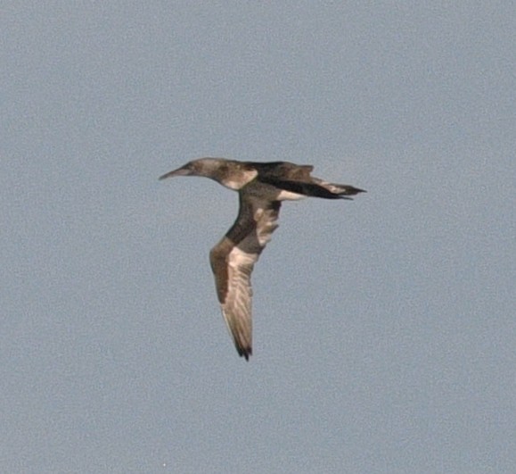 Northern Gannet - ML645767857