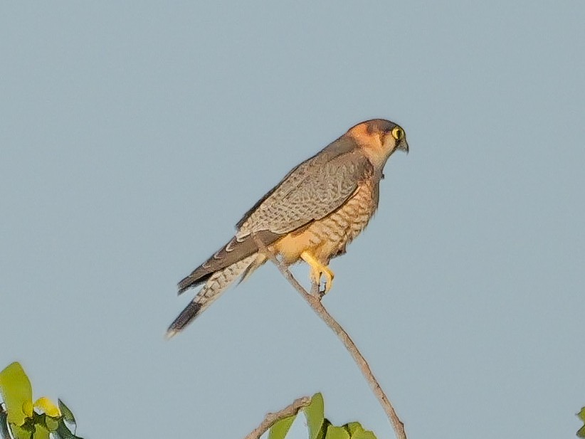 Cernícalo Ojiblanco - ML645767861