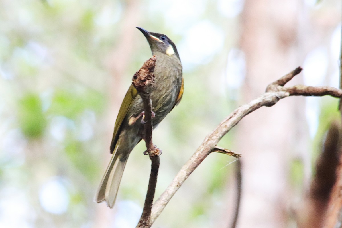 Lewin's Honeyeater - ML645767862