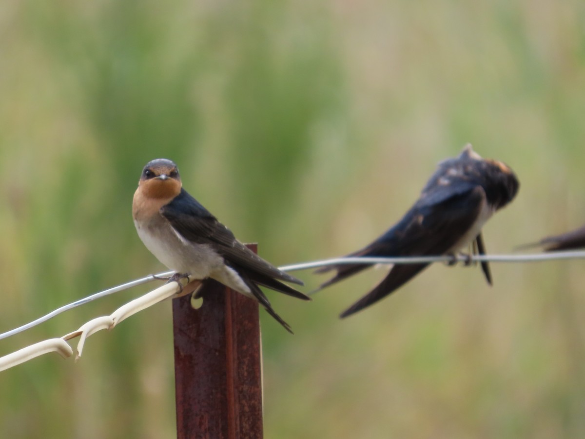 Welcome Swallow - ML645767864