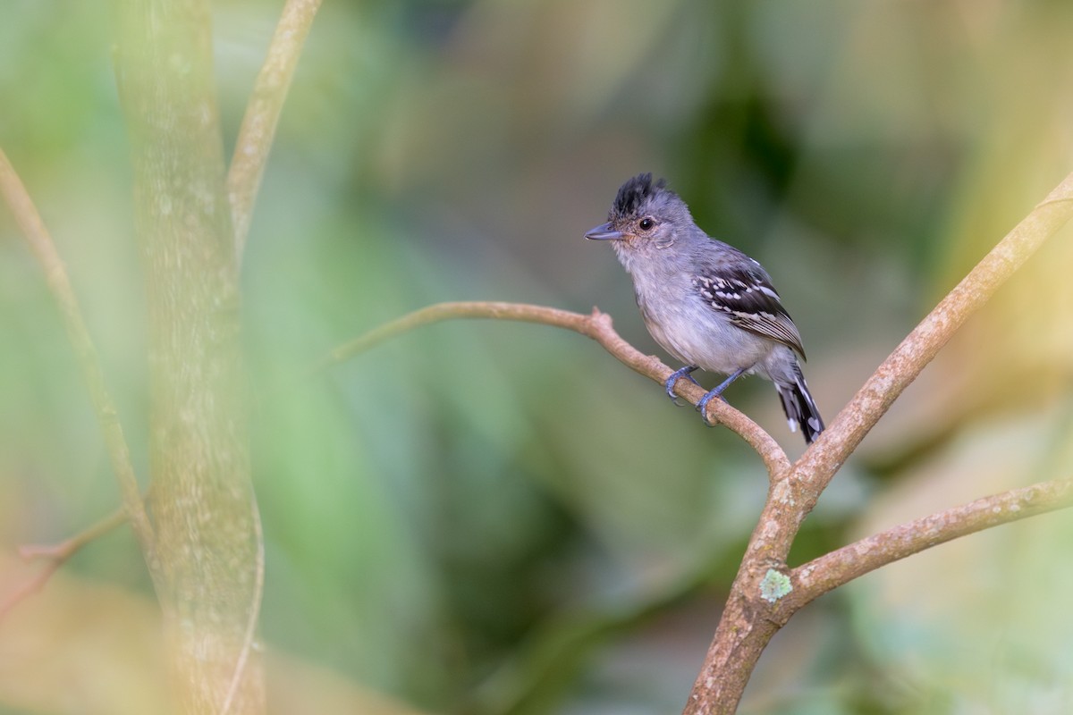 Planalto Slaty-Antshrike - ML645767866