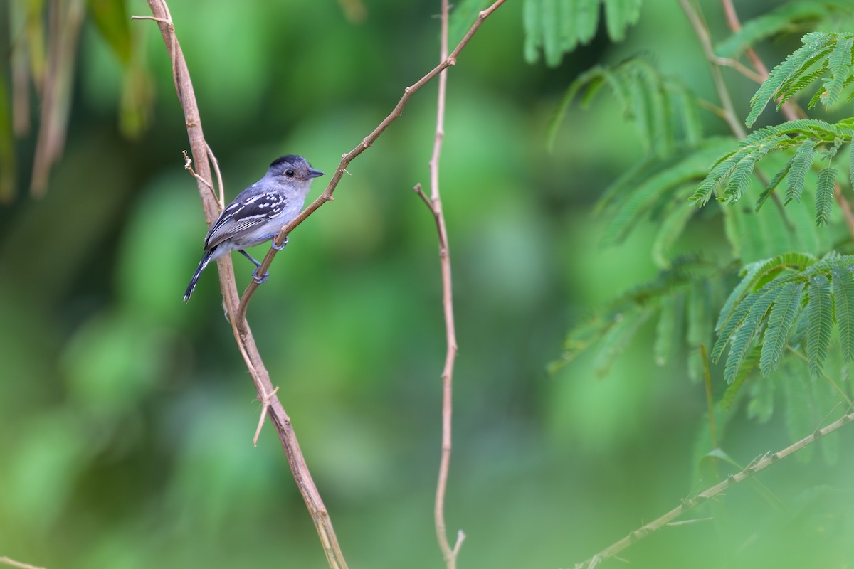 Planalto Slaty-Antshrike - ML645767867